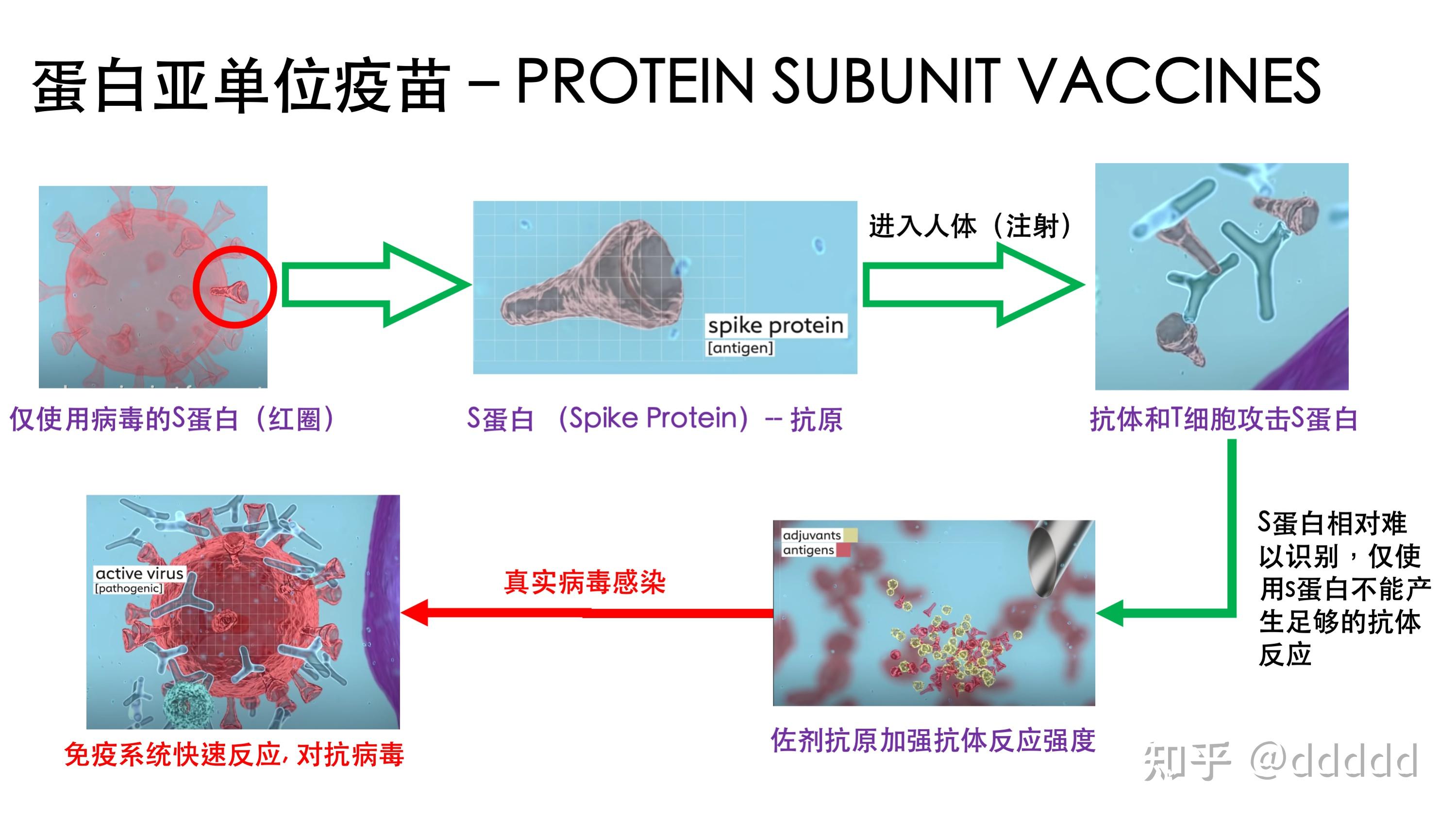 透彻!成都生物新冠疫苗保护率"百炼成钢"-第1张图片-庞杂网