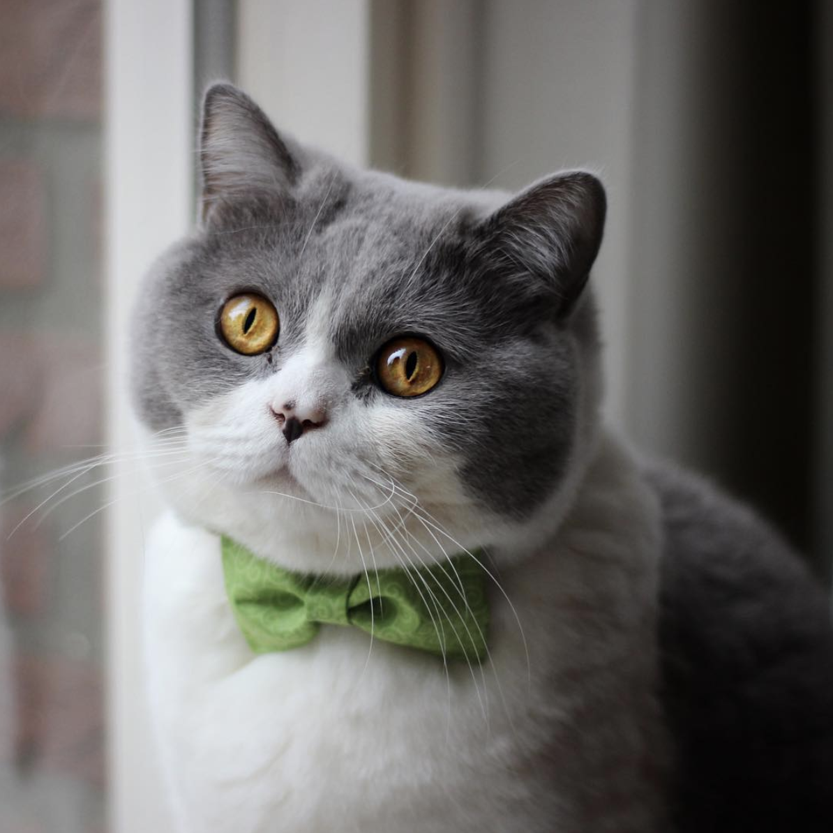 吸猫大会英短蓝白猫oneill