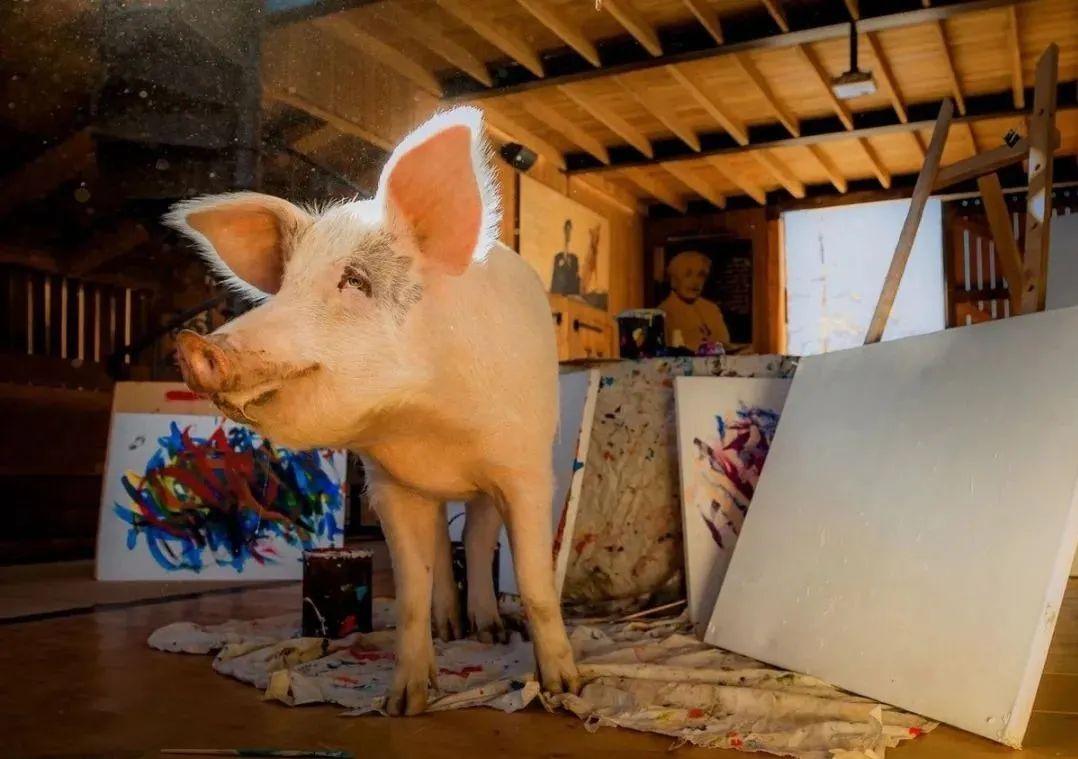 一头叫猪加索的猪,画了一幅画,卖了近17万人民币.... - 知乎