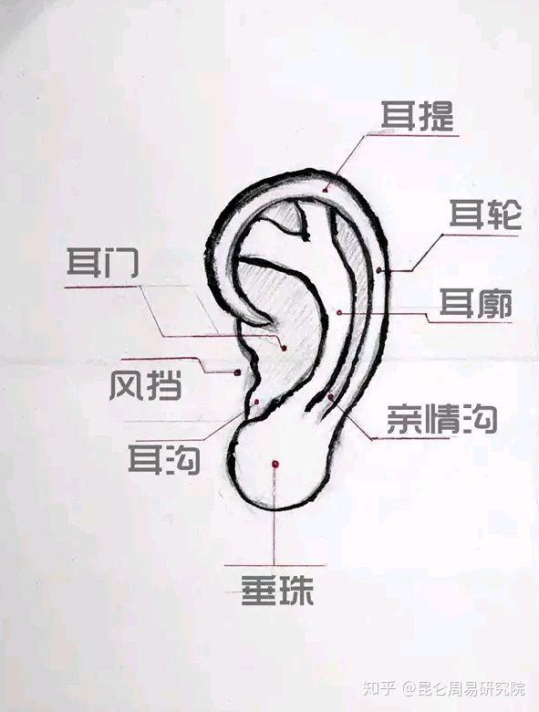 耳朵相学图解图片