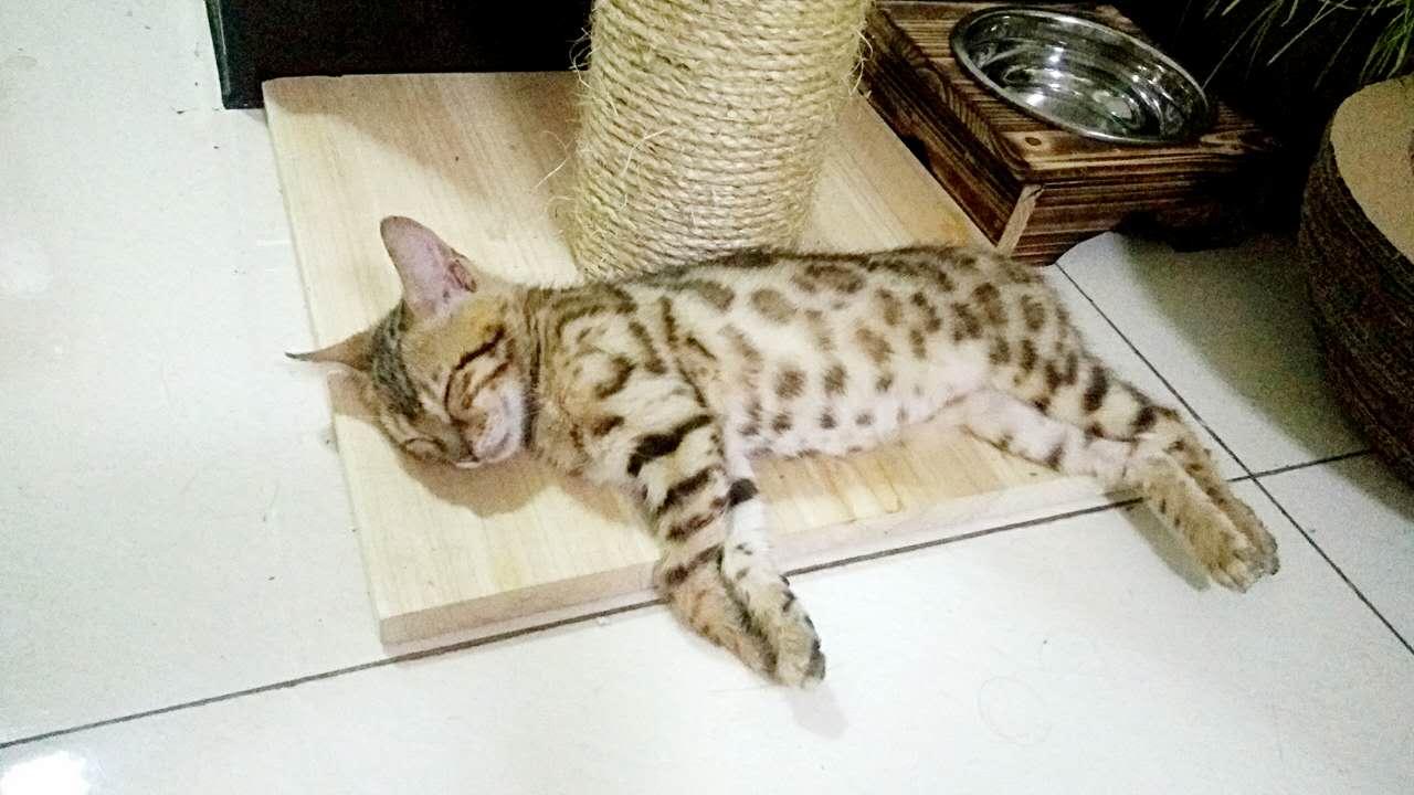 猫爬架diy教程 制作阶段 知乎 猫爬架diy教程 制作阶段 知乎