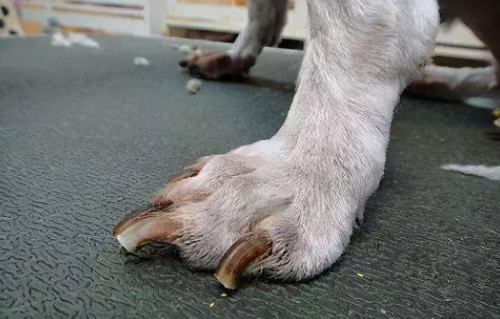 狗狗这5个动作在你眼中是卖萌撒娇但实际是它在向你求救