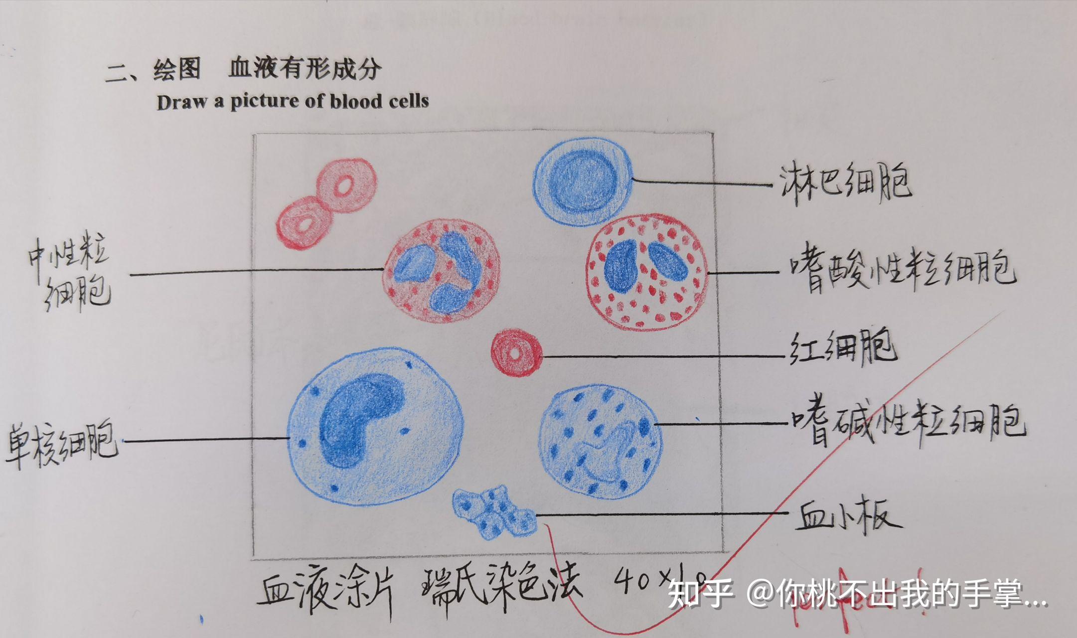血细胞图 红蓝铅笔图片