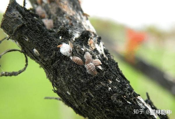 图为蜡质层尚未完全形成时的紫薇绒蚧