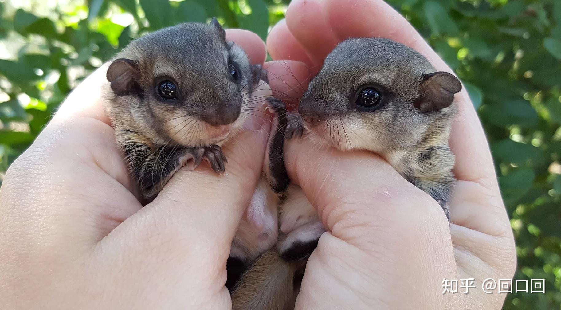 搬运美洲南方飞鼠小鼯鼠