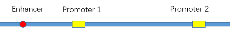 Nature Review Genetics：基因组结构和功能的关系（综述阅读整理） - 知乎