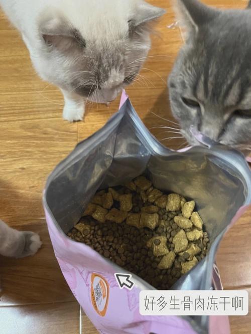 猫把吃的猫粮都吐了!6种呕吐情况及处理方法 - 知乎