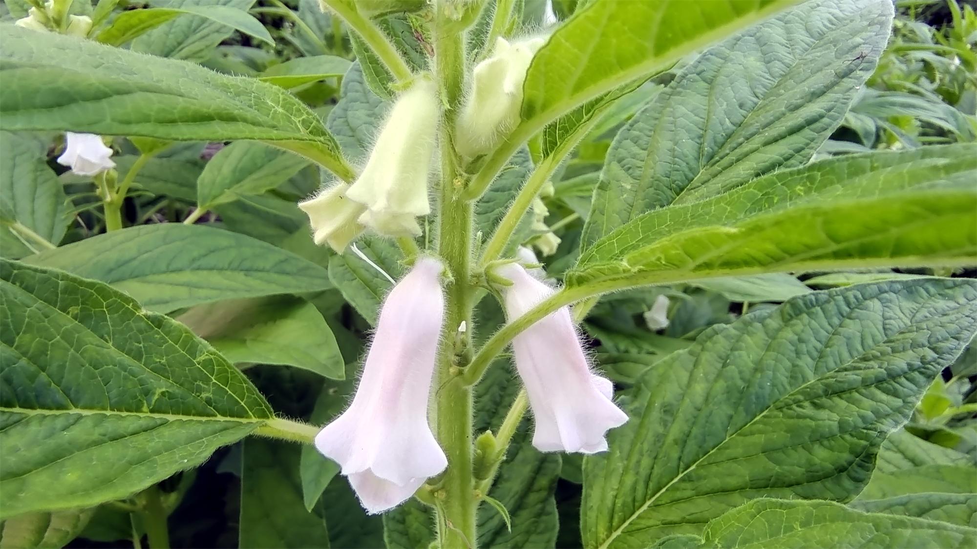 美麗吉安之賞花系列芝麻開花成風景