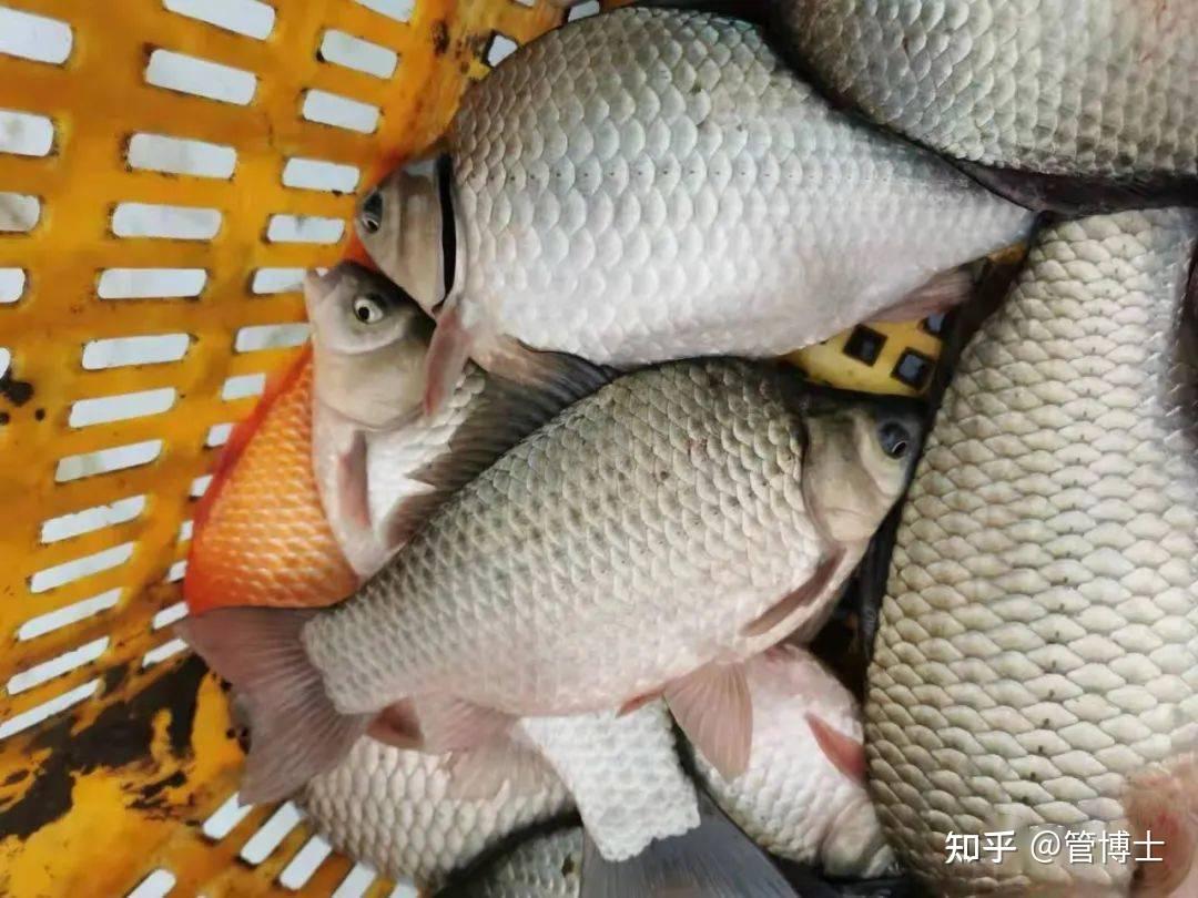 做好良种良养良销!院士团队再出一品,生长速度更快、抗病力更强、肉质更鲜美! - 知乎