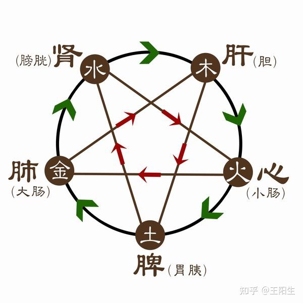 五脏病之传变,生生不息! - 知乎