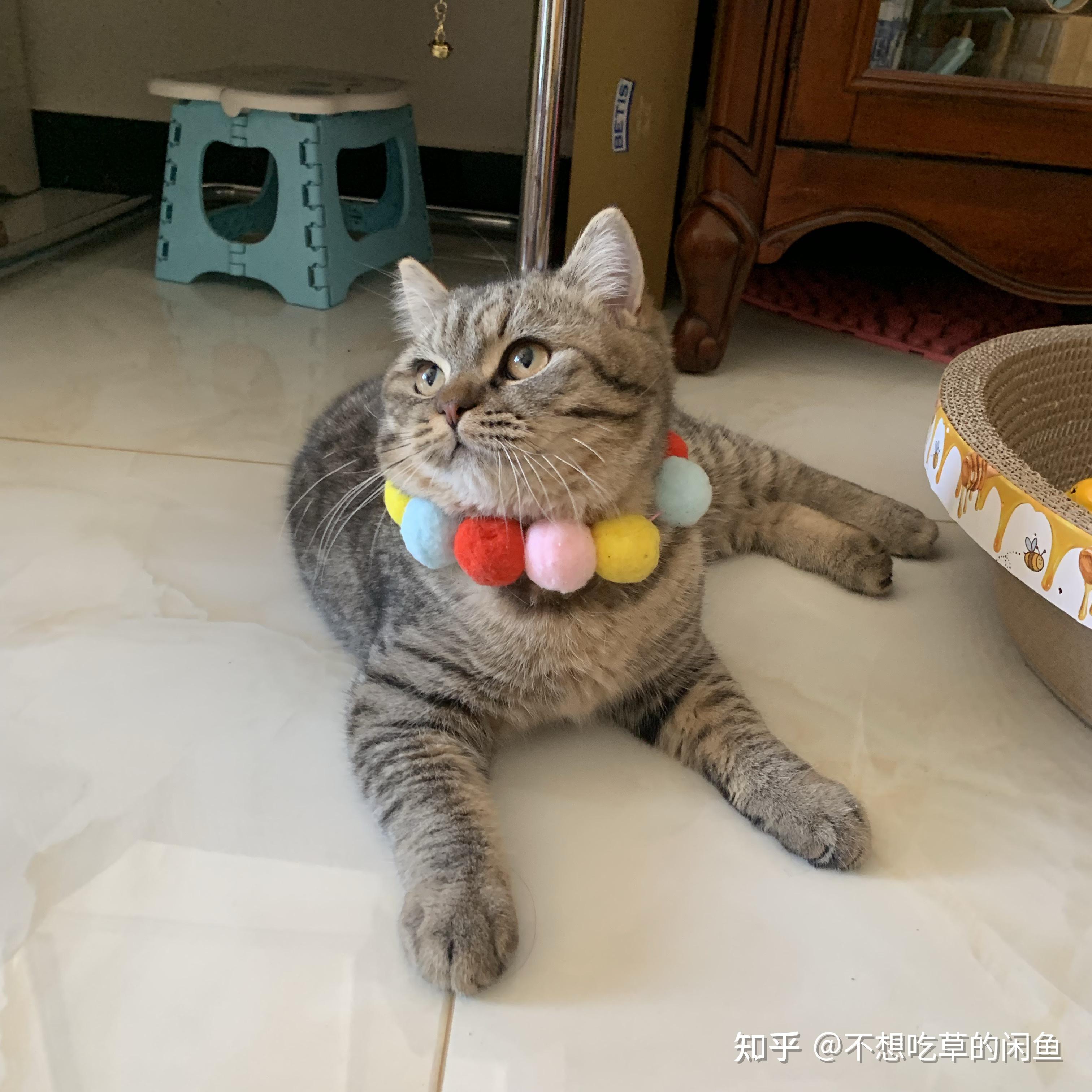 狸花和英短的串串是啥样的? - 知乎