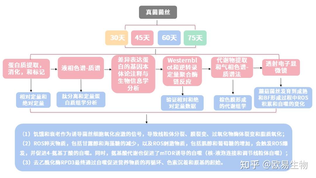 蛋白组学代谢组学揭示氧化应激和自噬对于香菇菌丝后熟转色形成 - 知乎