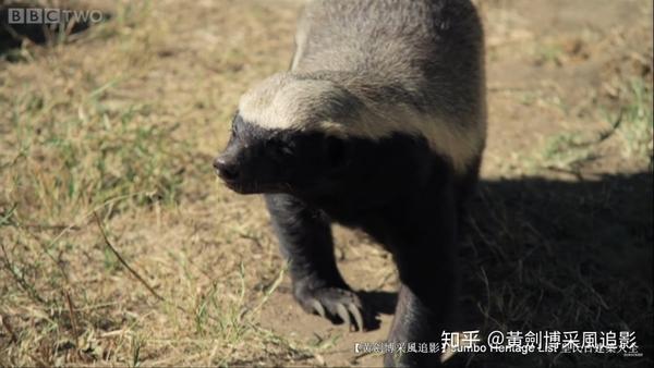 第4200回:世界上最无所畏惧,捕蛇专家蜜獾狐獴 - 知乎