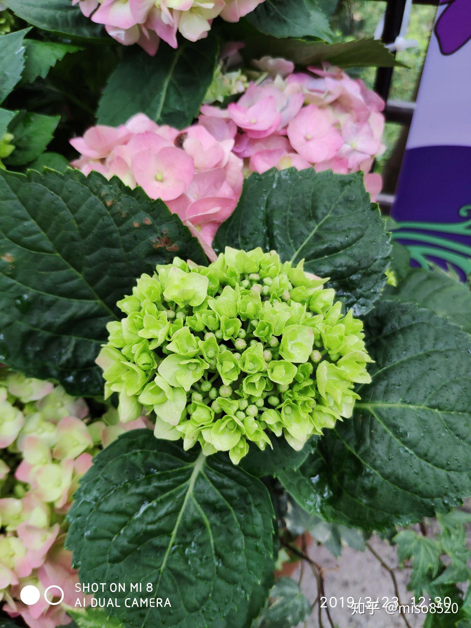 2019年深圳花展滴著水珠的花花草草