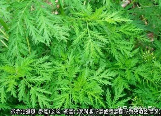 168种青草药图片图片