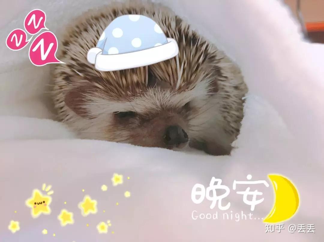 今天文章的主题就是给你们说说我家刺猬的吃过的刺猬粮.