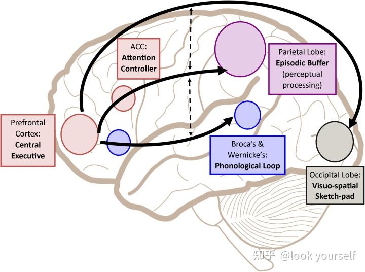  working memory 