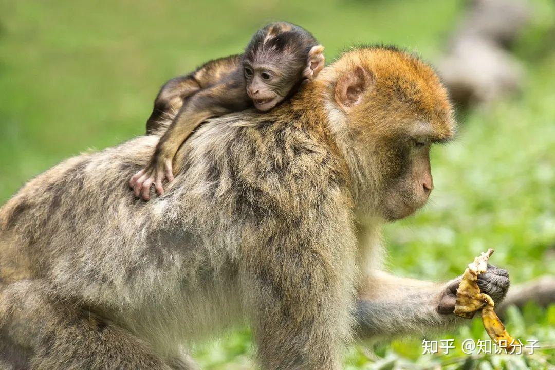 關於母性依戀觸發機制的研究因強制實驗動物恆河猴母子分離引發眾怒