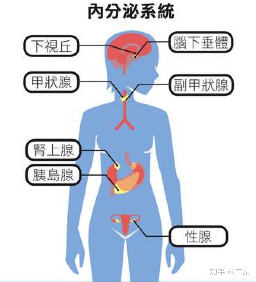 女性性腺位置图片