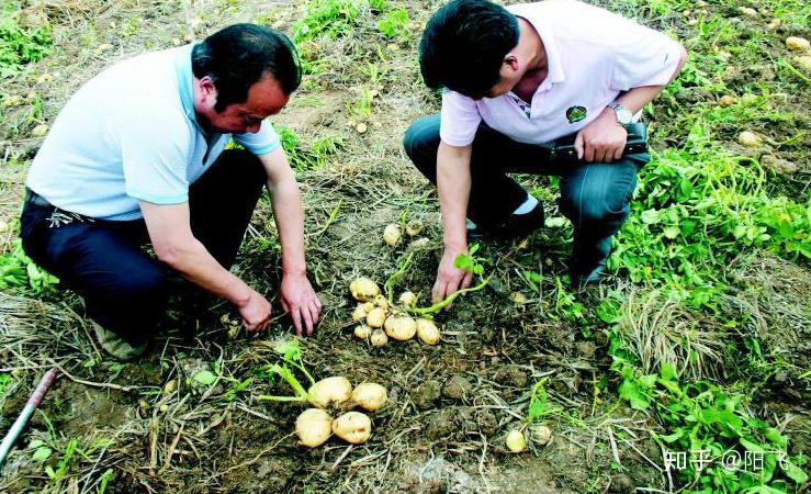 什么时候种植土豆最佳 v2-4a386cb1923098431ce97e5343635245_r.jpg