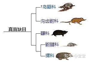 进化树 哺乳动物图片