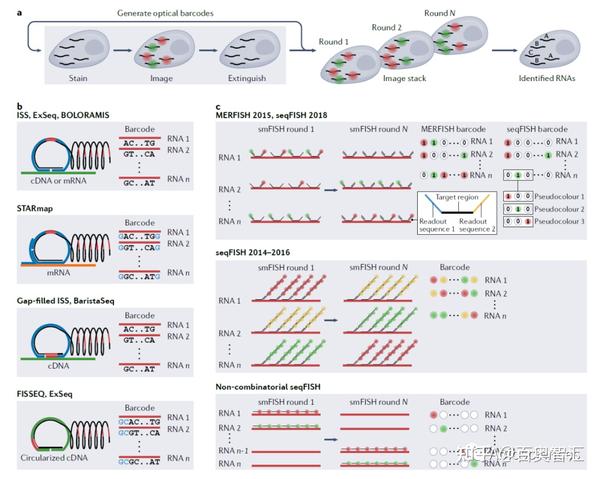 高分综述 | 空间转录组技术原理及其演进 - 知乎