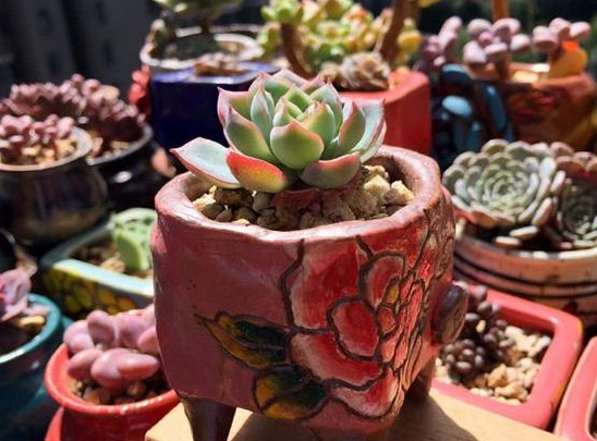 小容器里种下了多肉植物 迷人的形态看得我心都融化了 知乎 小容器里种下了多肉植物 迷人的形态看得我心都融化了 知乎