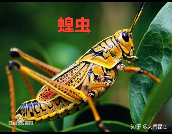 山海经之肥虫遗