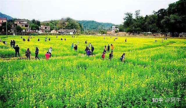 過年去哪兒廣東省內超美賞油菜花地約上朋友走起