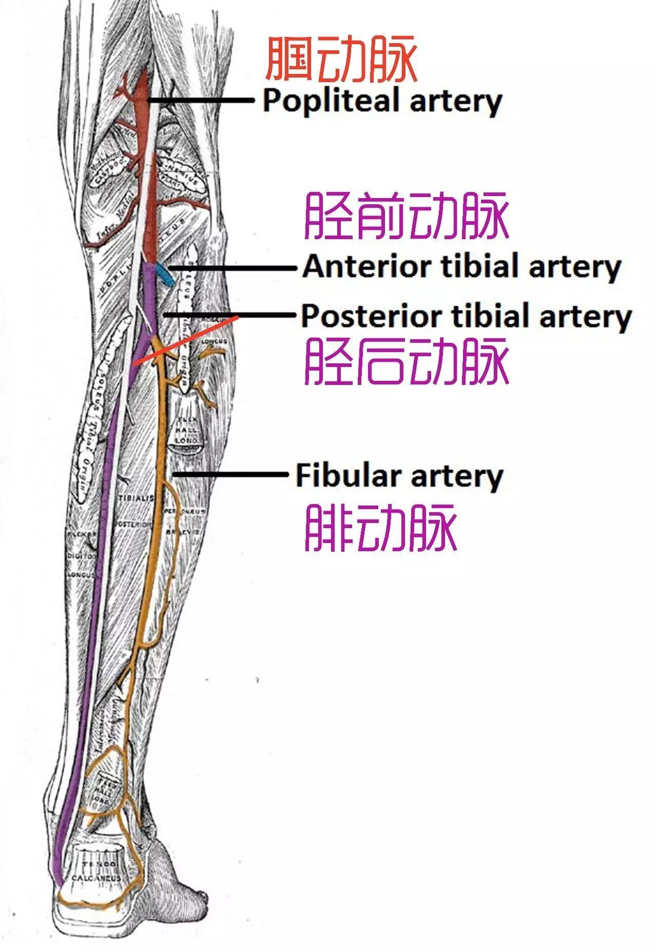 胫后动脉在哪里的图片图片