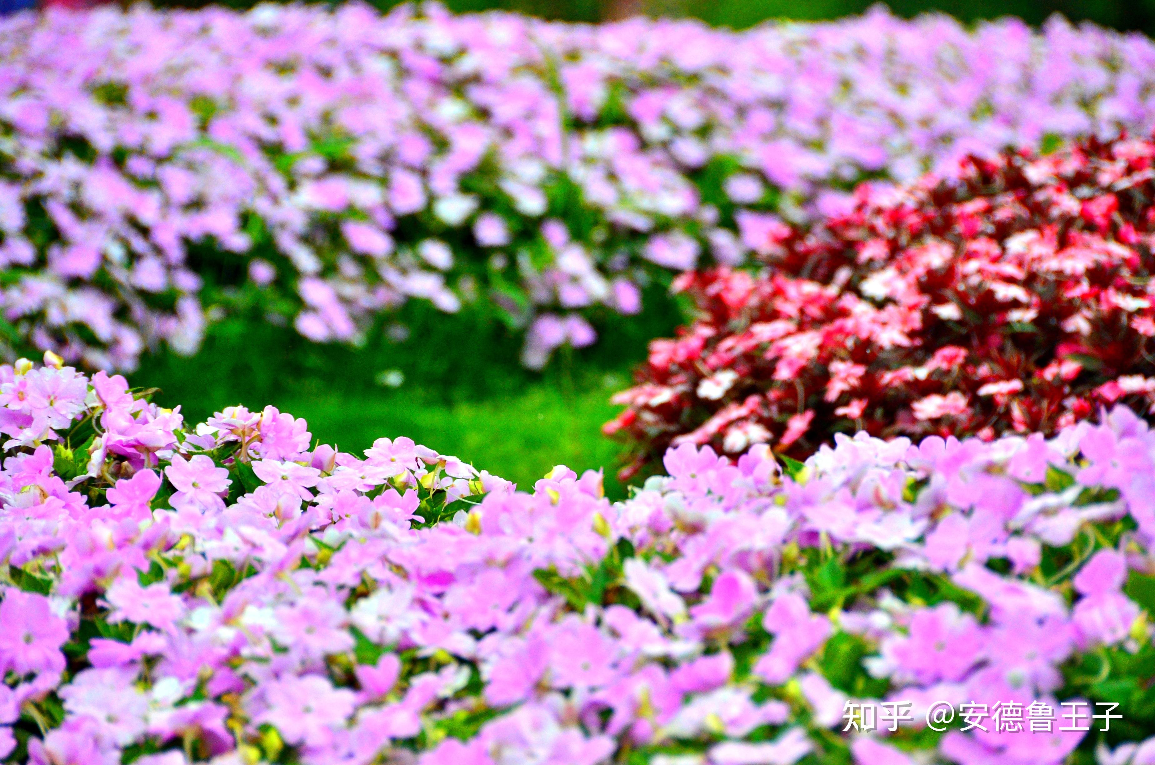 大王的摄影世界 邂逅崇明花博会(一)