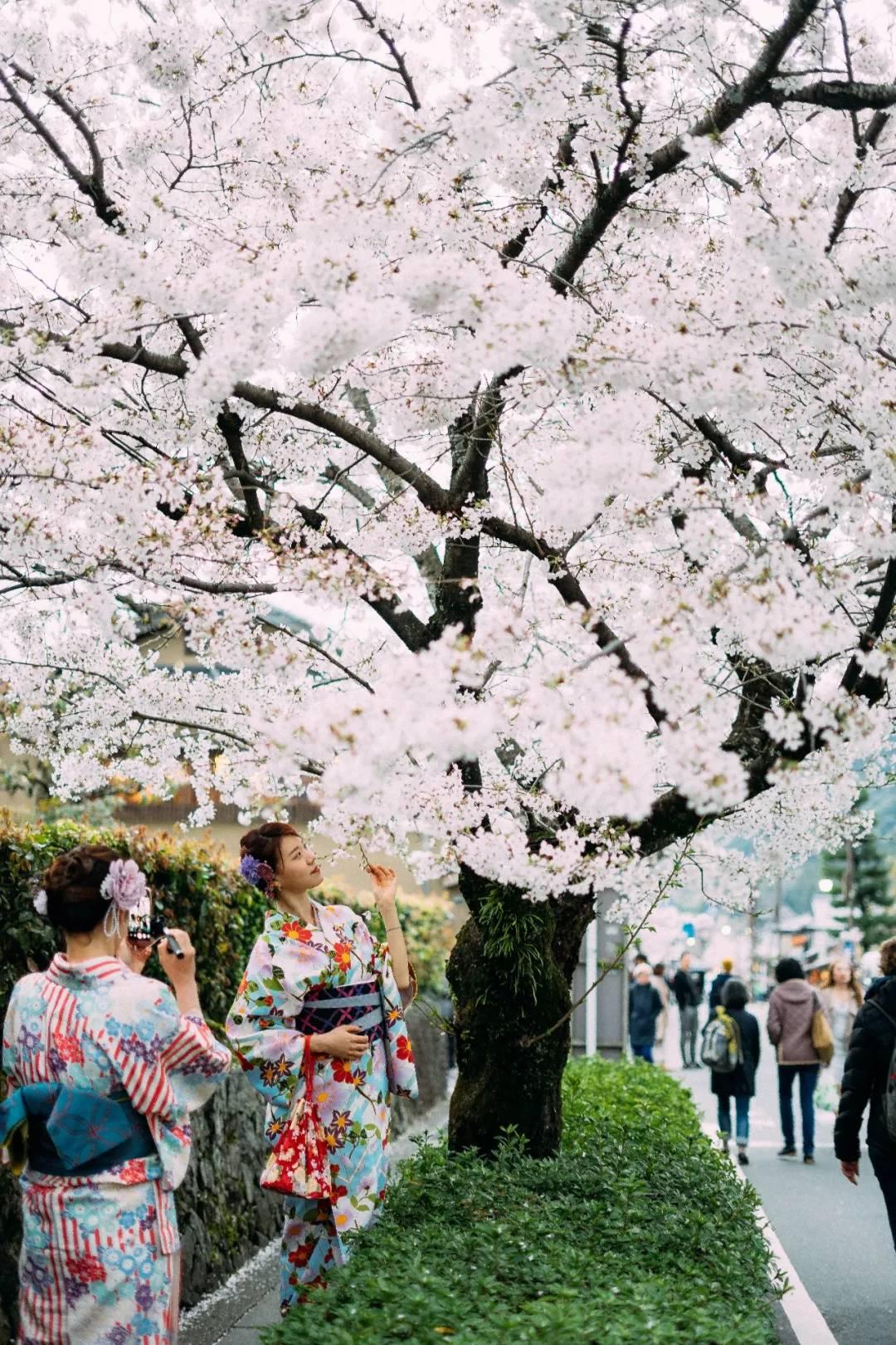 日本樱花季看花并不是最要紧的事情