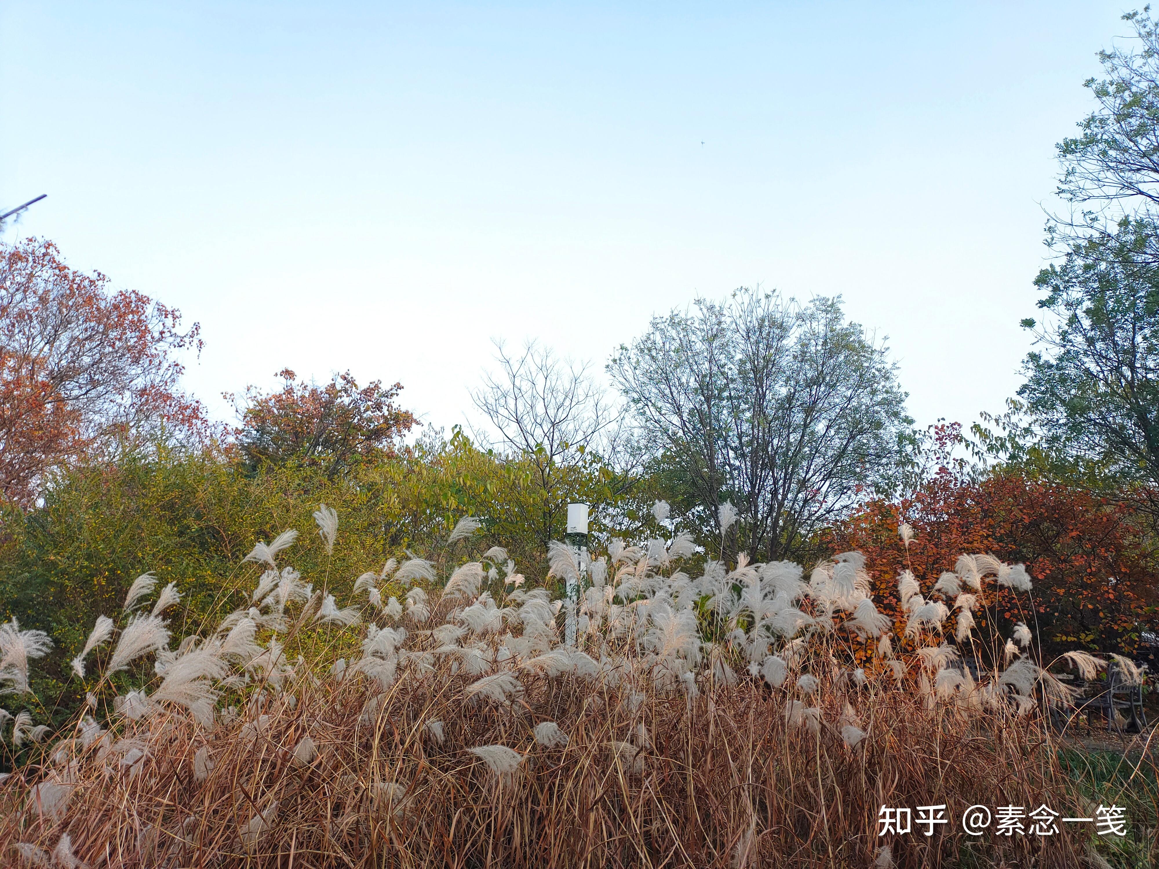 荻花,老去的美丽 - 知乎