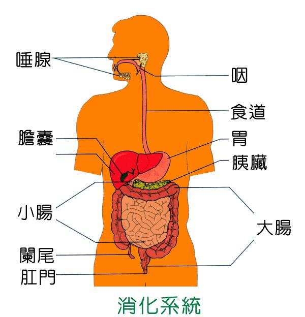 食物消化吸收过程图解图片