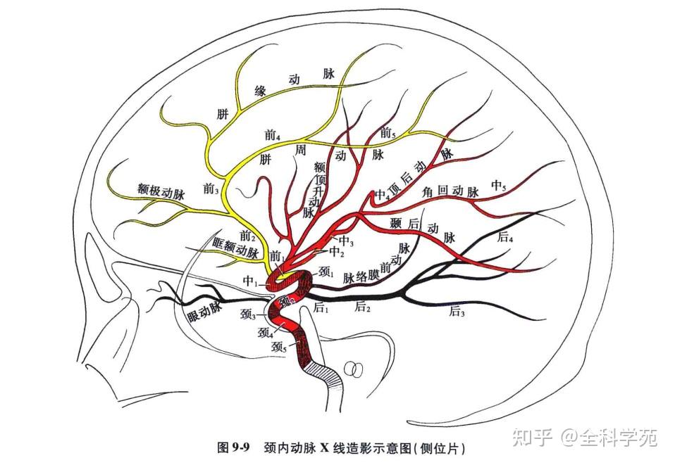 大脑血管分布示意图图片