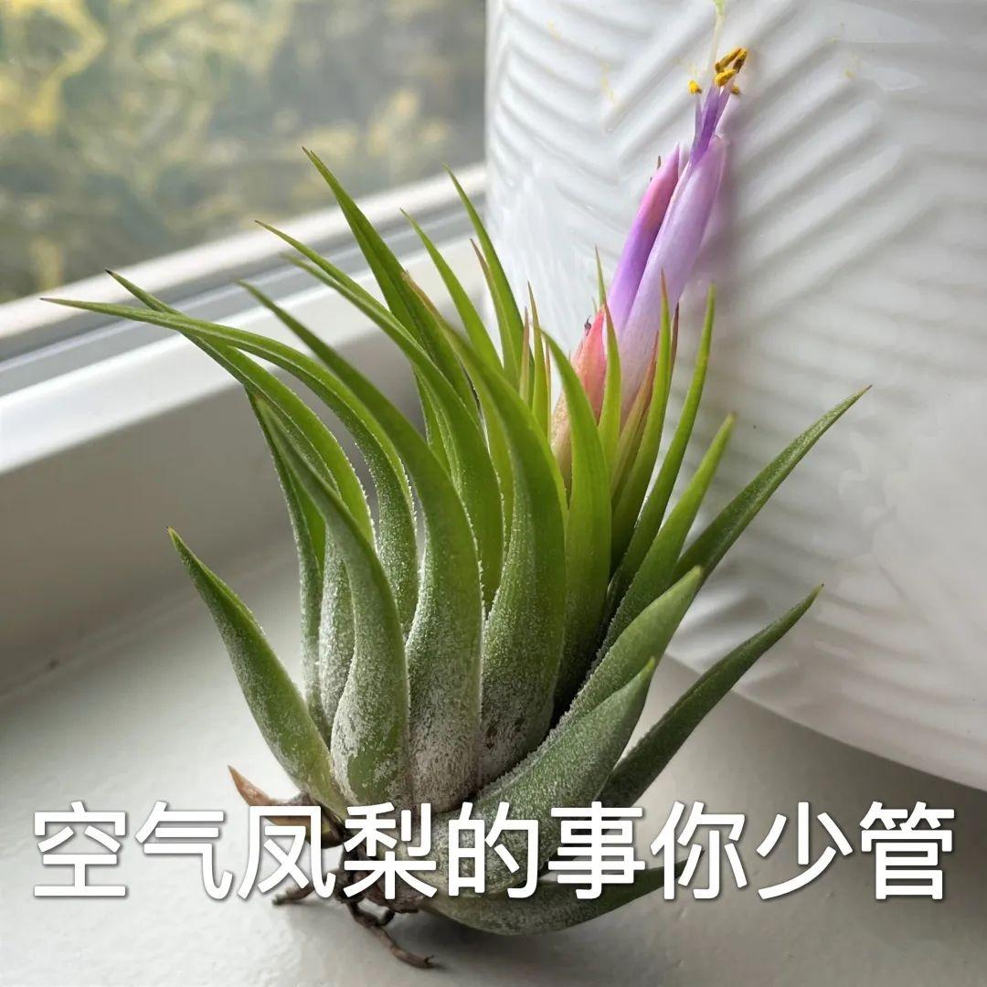 如何养好空气凤梨?它的事你少管就行 - 知乎