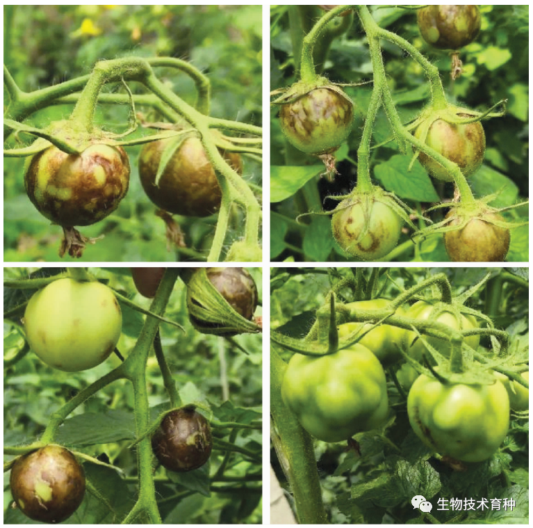 番茄褐色皱果病毒