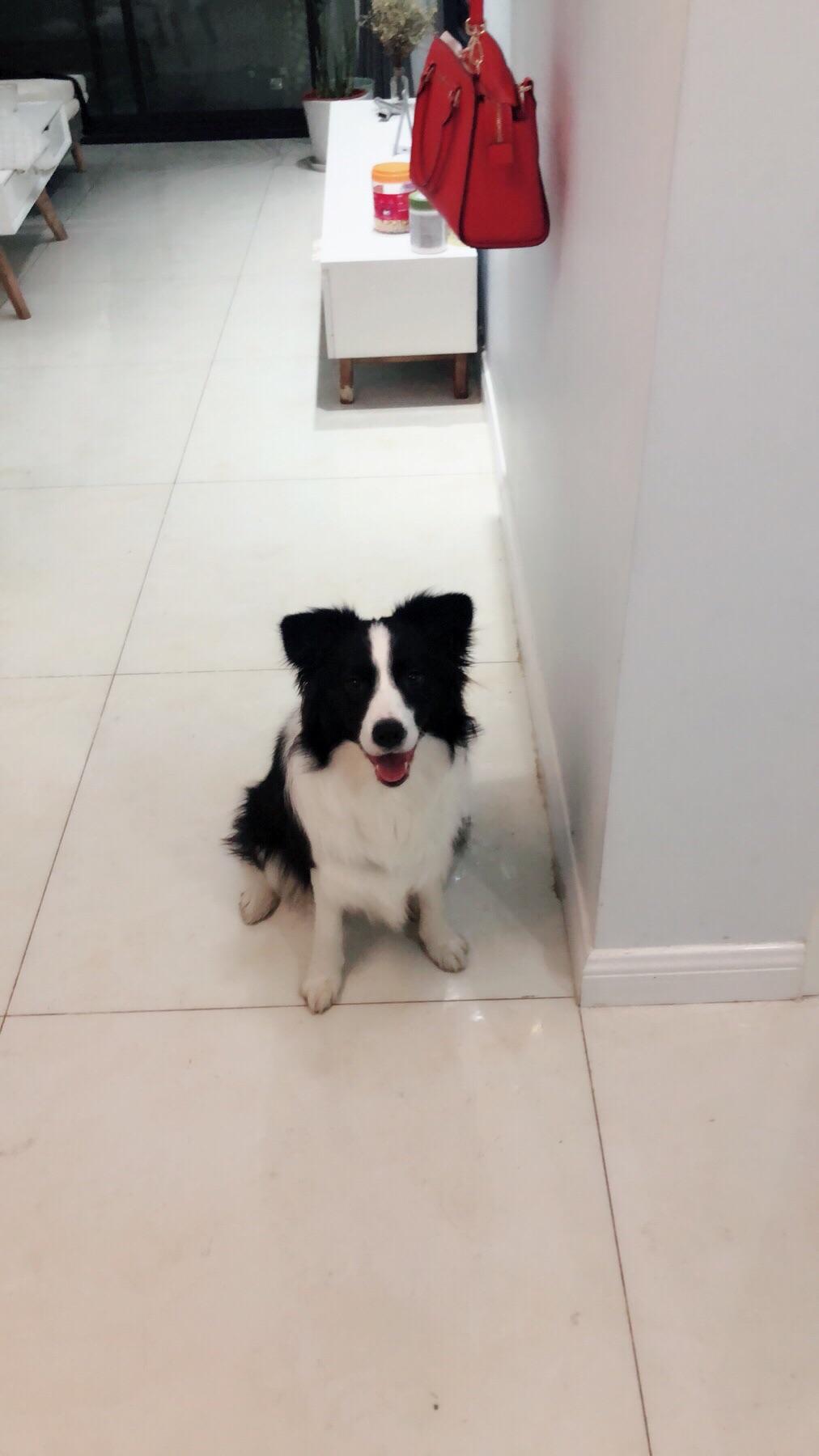边牧是什么样子的狗 v2-4a6bd9b8970e67041e40667ec83c3a99_r.jpg