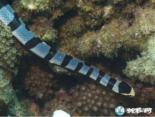 世界最毒的毒蛇第一名:贝尔彻海蛇