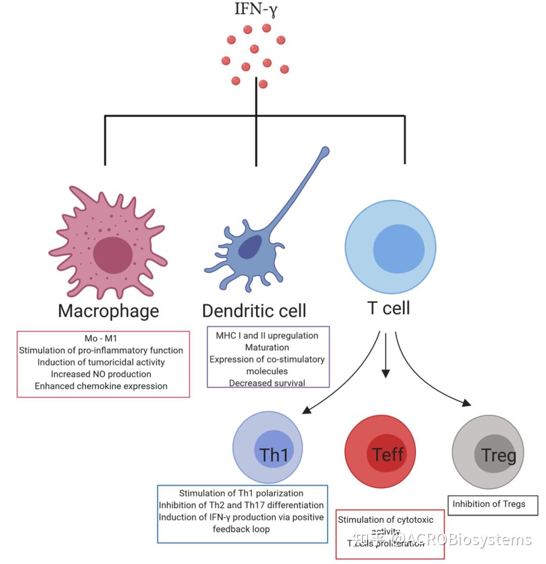 ifn-γ的功能