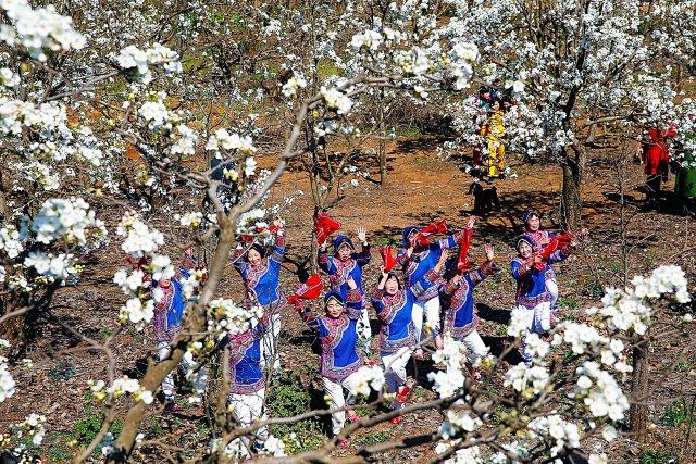 呈贡万溪冲的梨花已开好,周末约起来!