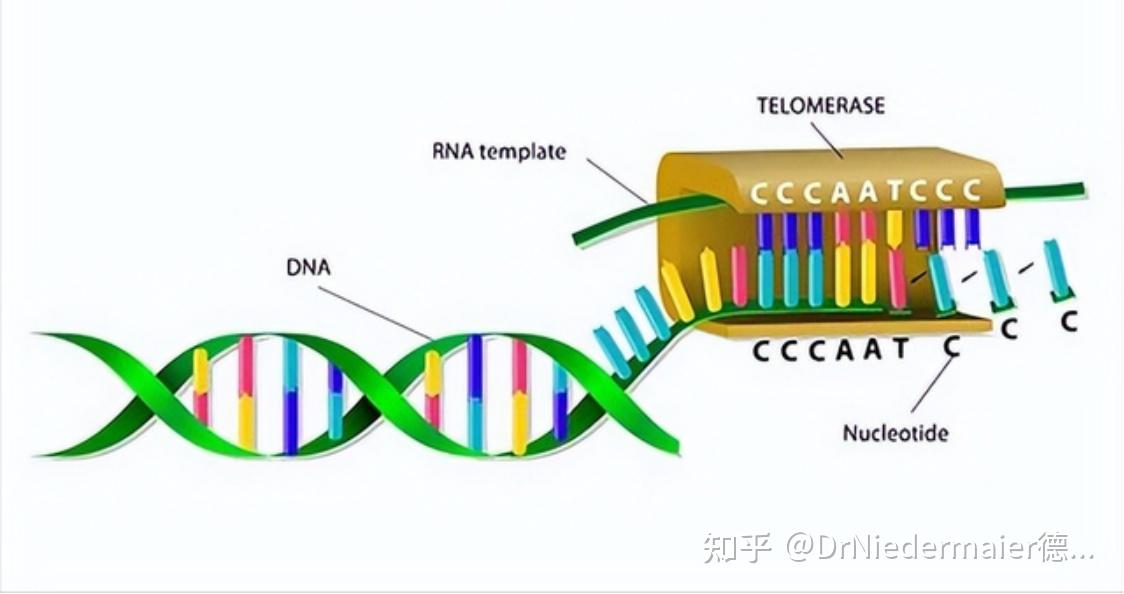 探寻细胞端粒酶的奥秘。端粒是什么？为什么说端粒是人体健康的守护者？提高端粒酶活性的方法有哪些？ - 知乎