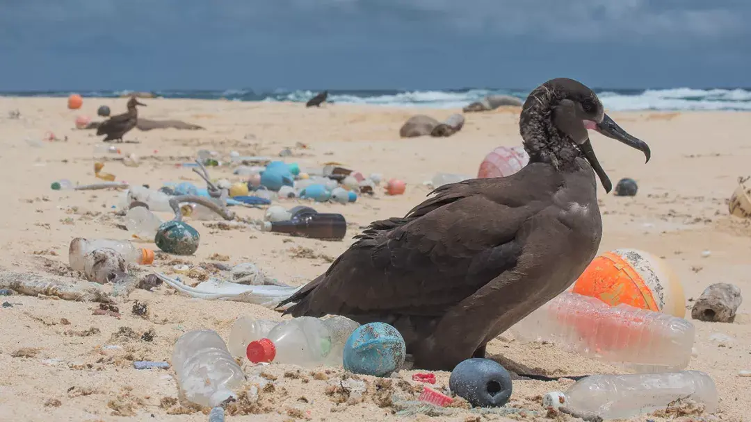 人体被微塑料污染!然后呢?