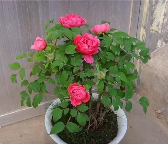 你了解观赏牡丹苗木行业发展趋势吗 知乎