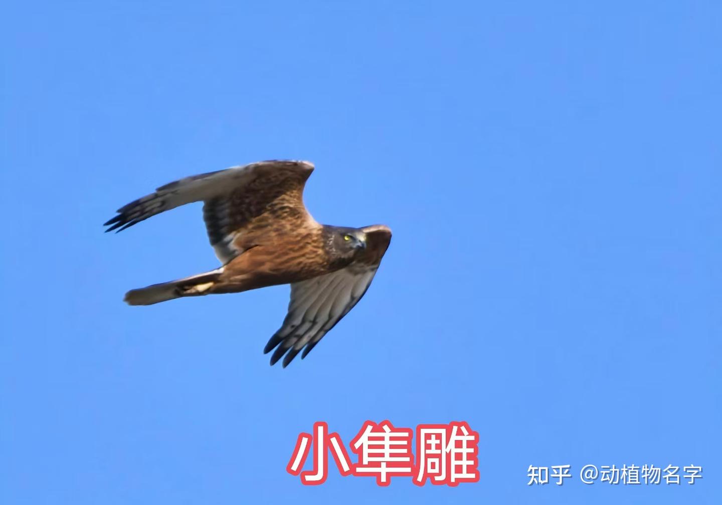 95图带您了解鹰科的鸟类,浅谈雕、鵟、鹰三类天空猛禽的区别 - 知乎