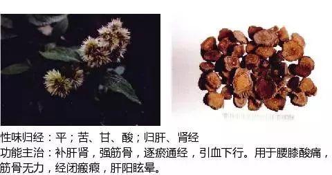 500余种中草药图  第288张