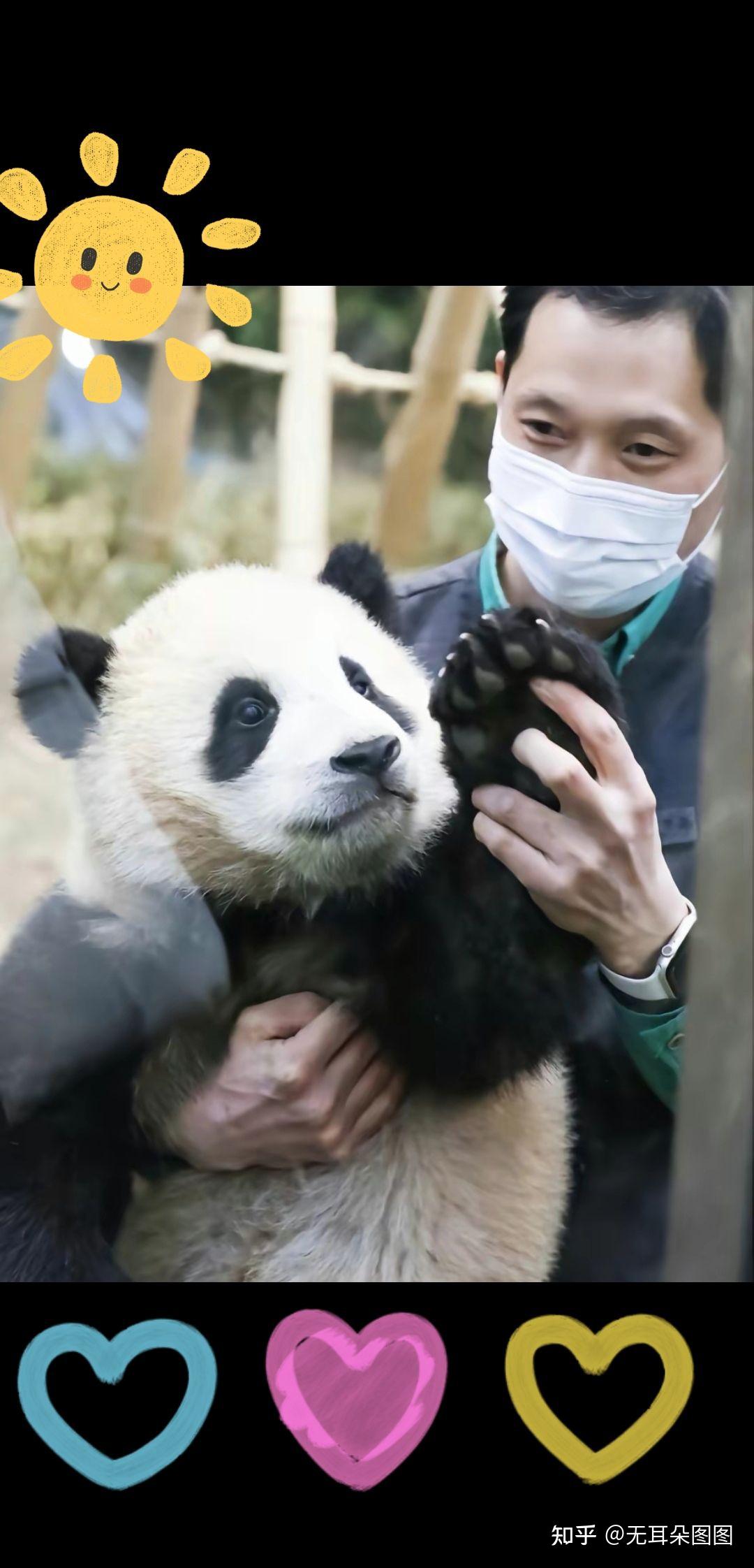在韩国的大熊猫-福宝的壁纸 - 知乎