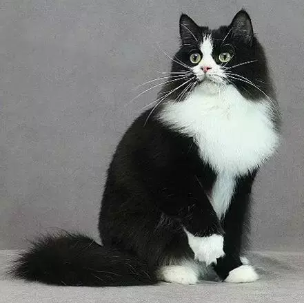 黑白晚礼服(褴褛猫,ragamuffin cat),图片来源: www.kittycat.co.