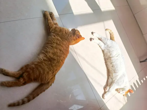 如何挑选安全放心又性价比高的猫粮？比瑞吉新品亲测