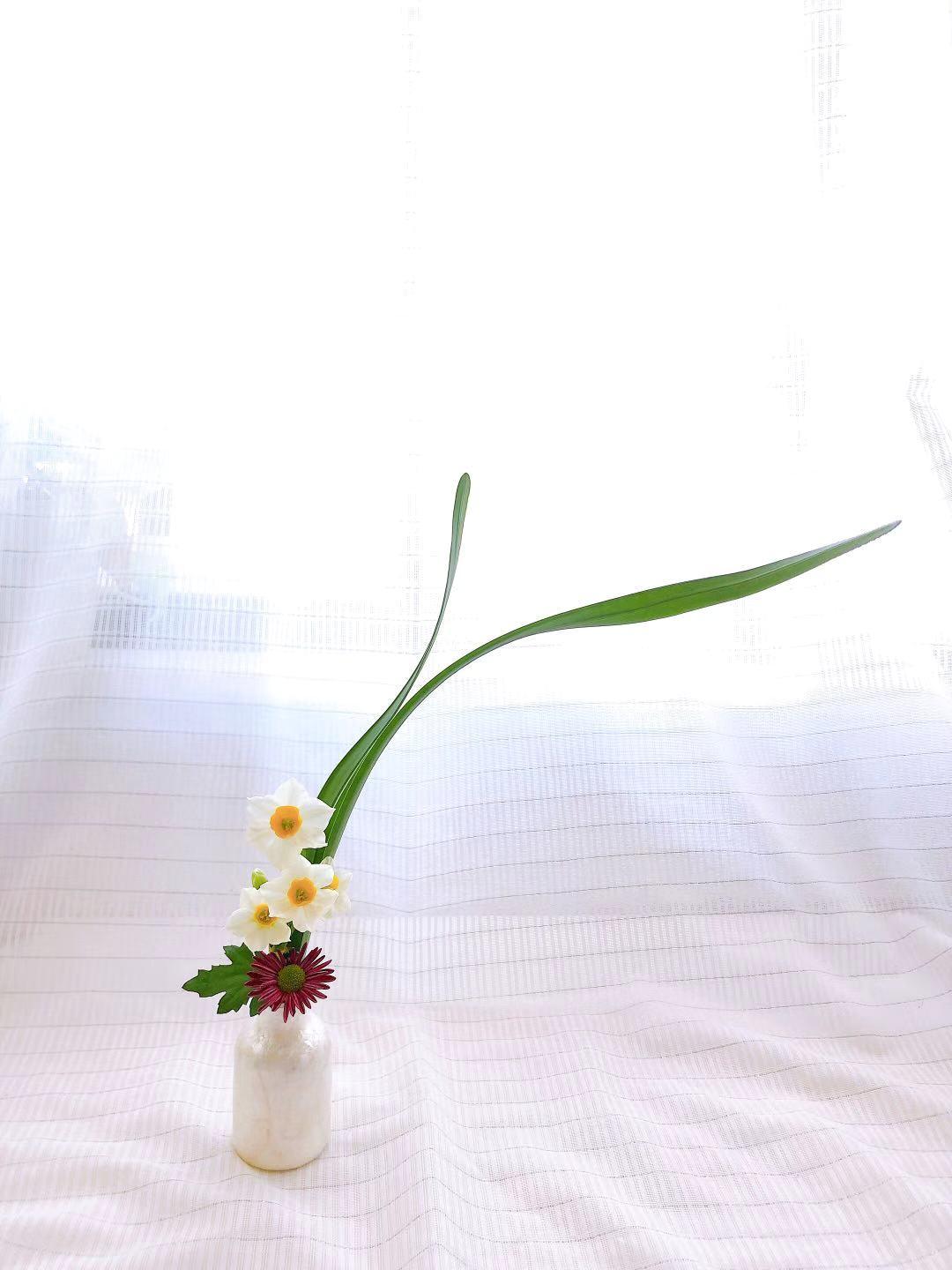 原创 一周一花水仙 知乎 原创 一周一花水仙 知乎